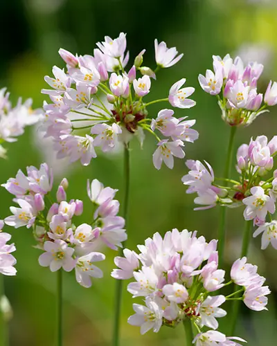 Allium roseum * 25 pc cal.4/5