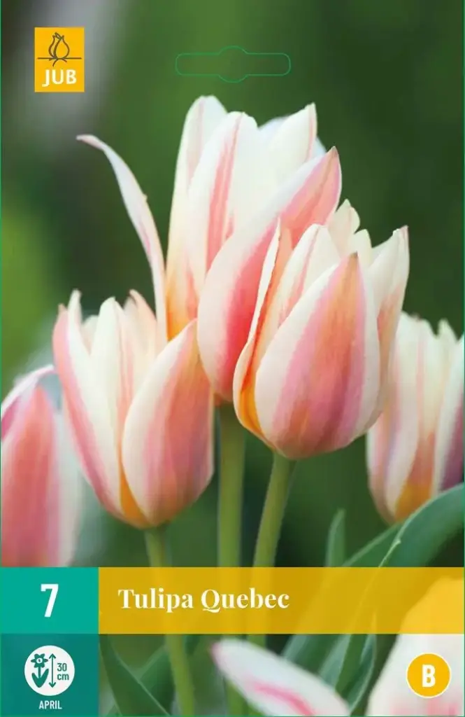 Tulipe Quebec * 7 pc cal.11/+