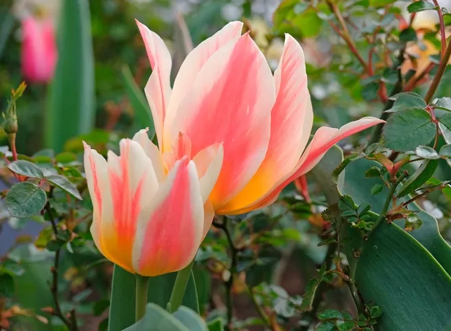 [137487] Tulipe Quebec * 7 pc cal.11/+