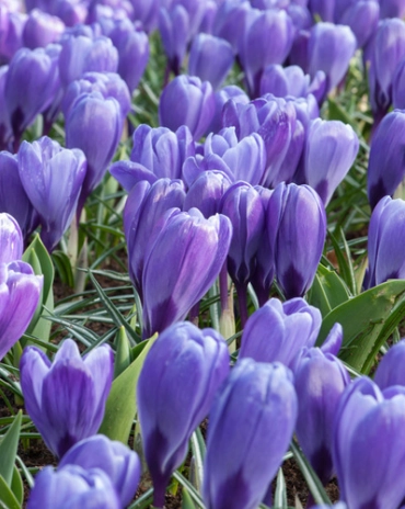 Crocus Blue Ocean * 10 pc 8/9 ** New 2025 **