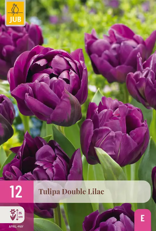 Tulipe Double Lilac * 12 pc cal.11/12