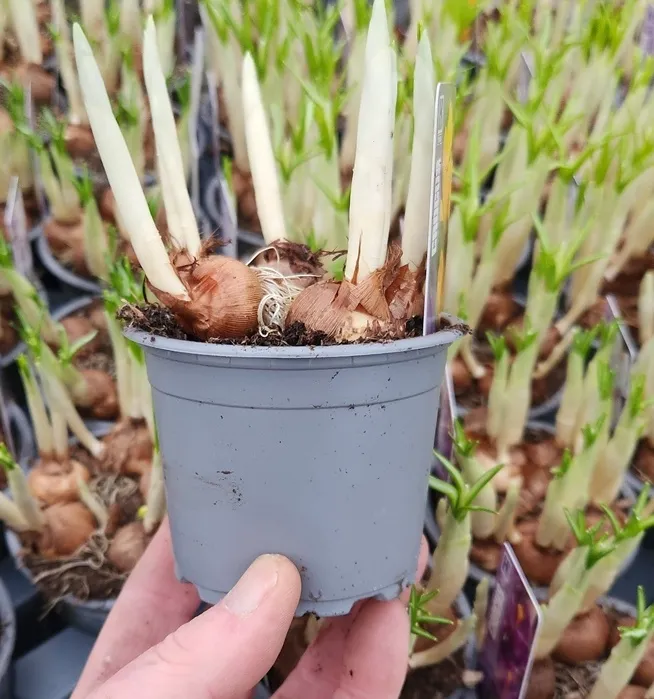 [100035] Crocus Pot P9 Diff. couleurs