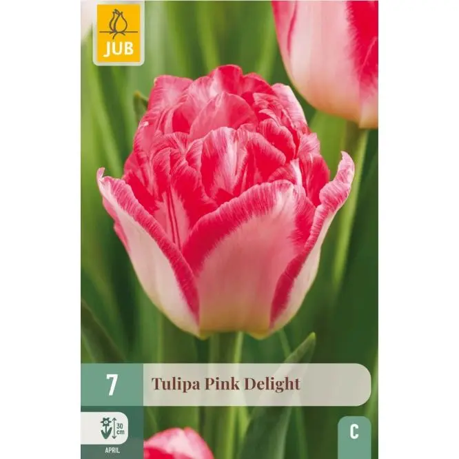 Tulipe Pink Delight 7 pc New 2025