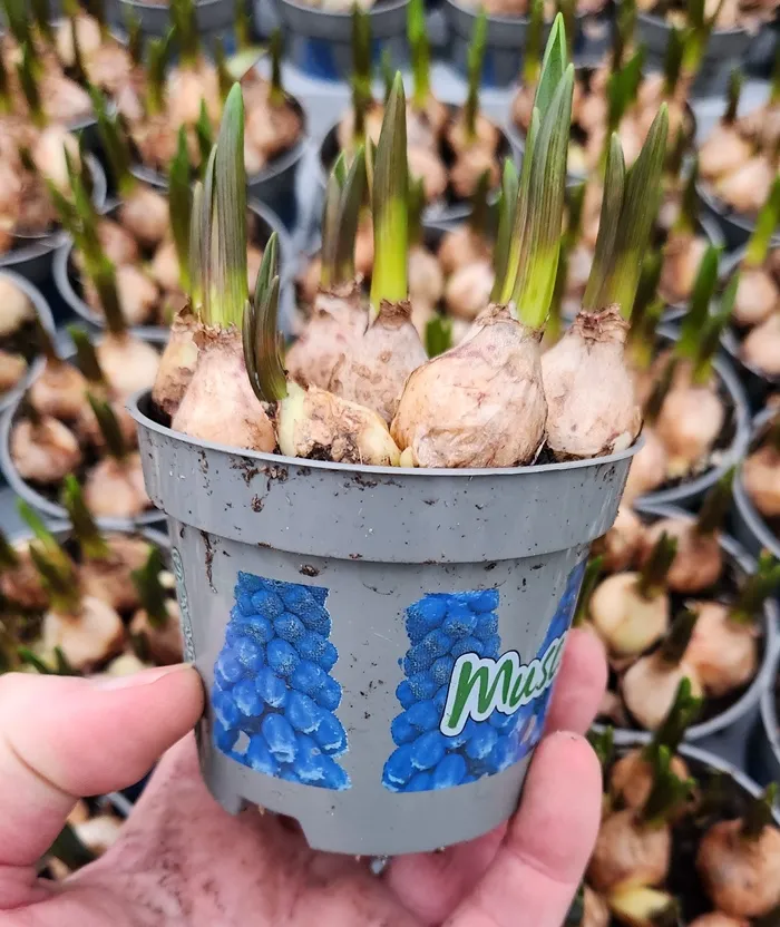 [136161] Muscari Pot P9