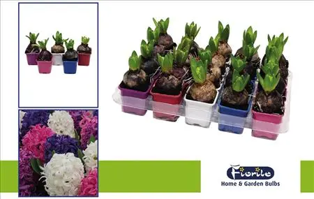 [121829] Hyacinthe Pot carré P7 Variés Diff. couleurs. Jacinthe parfumée.