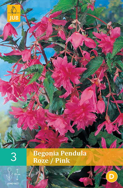 Begonia Pendula Rose * 3 Pc  : calibre 4/5