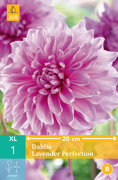 Dahlia Lavender Perfection * 1 Pc
