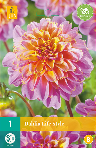 Dahlia Life Style * 1 Pc