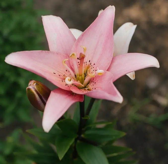 Lilium Asiatic Elodie* 1 pc cal. 14/16