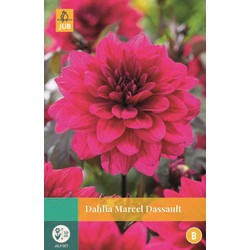 Dahlia Marcel Dassault * 1 Pc