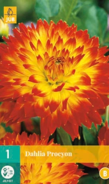 Dahlia Procyon * 1 Pc