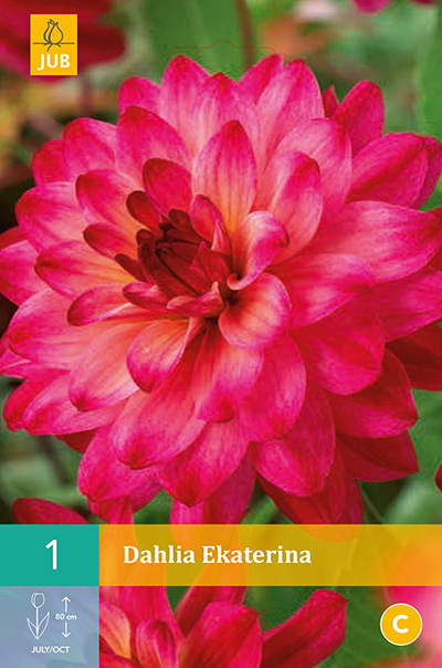 Dahlia Ekaterina * 1 Pc