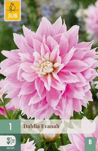 [132601] Dahlia Evanah* 1 Pc