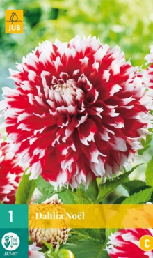 Dahlia Noel * 1 Pc