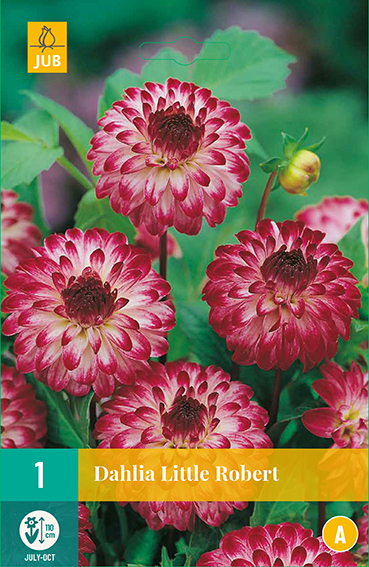 Dahlia Little Robert * 1 Pc