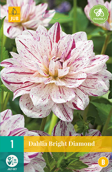 Dahlia Bright Diamond * 1 Pc ** New 2021 **