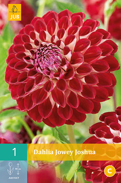 Dahlia Jowey Joshua * 1 Pc