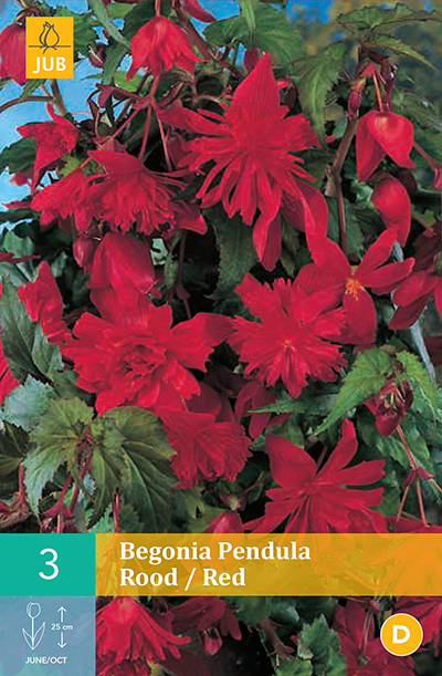 Begonia Pendula Red * 3 Pc  : calibre 4/5