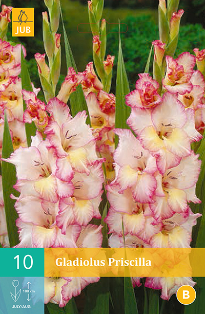 Glaieul Priscilla * 10 Pc  : calibre 12/14