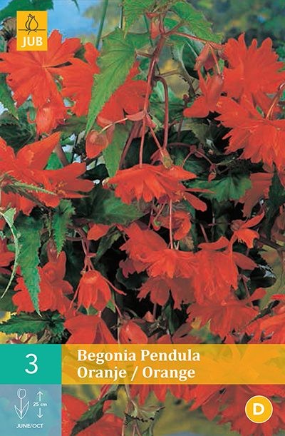 Begonia Pendula Orange * 3 Pc  : calibre 4/5