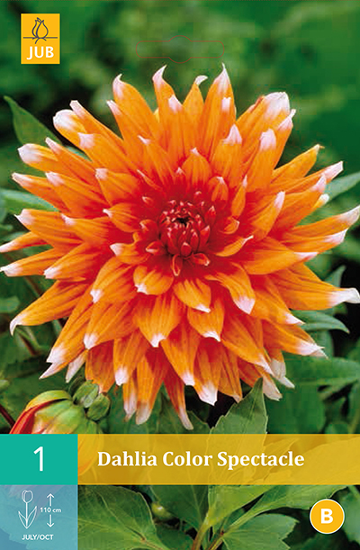 [132602] Dahlia Color Spectacle * 1 Pc