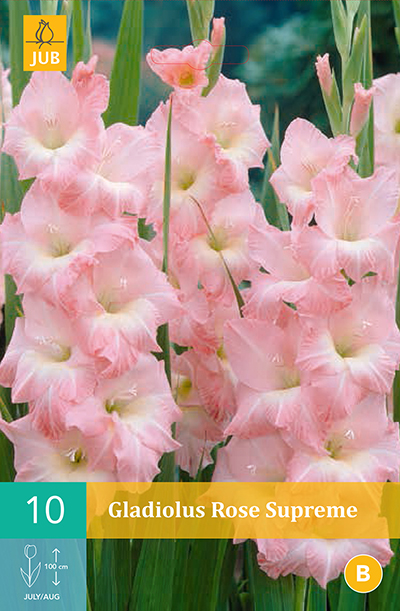 [132474] Glaieul Rose Supreme * 10 Pc  : calibre 12/14