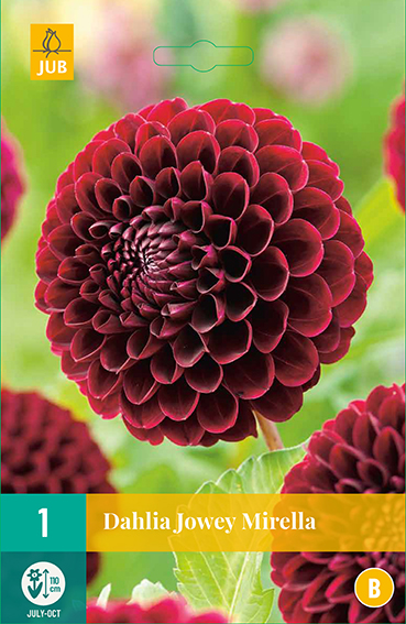 Dahlia Jowey Mirella* 1 Pc ** New 2021 **