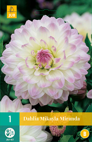 Dahlia Mikayla Miranda * 1 Pc ** New 2021 **