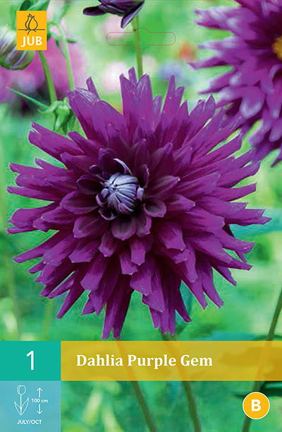 [132190] Dahlia Purple Gem * 1 Pc