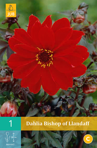 Dahlia Bishop Of Llandaff * 1 Pc