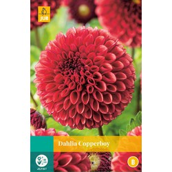 Dahlia Copper Boy 1 pc