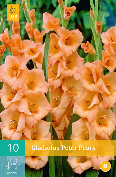 [132471] Glaieul Peter Pears * 10 Pc  : calibre 12/14