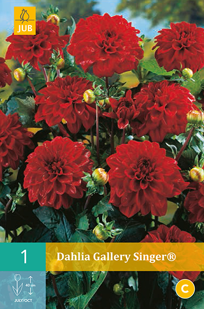 Dahlia Gallery Singer® New * 1 Pc