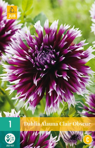 Dahlia Alauna Clair Obscur * 1 Pc