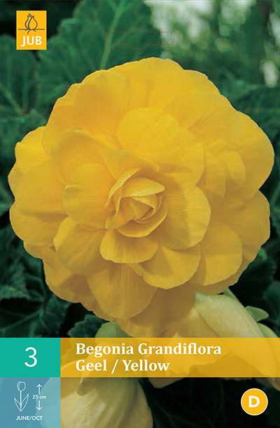 Begonia grandiflora Jaune* 3 Pc  : calibre 5/6