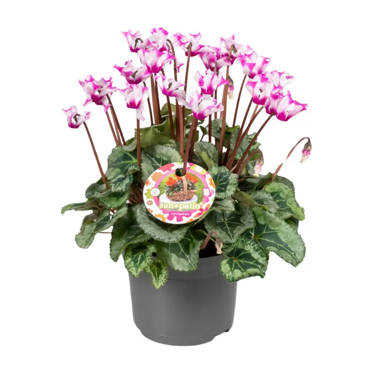 Cyclamen Origami