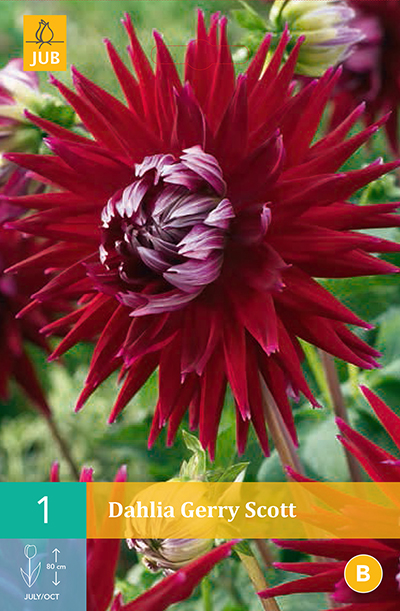 Dahlia Gerry Scott * 1 Pc