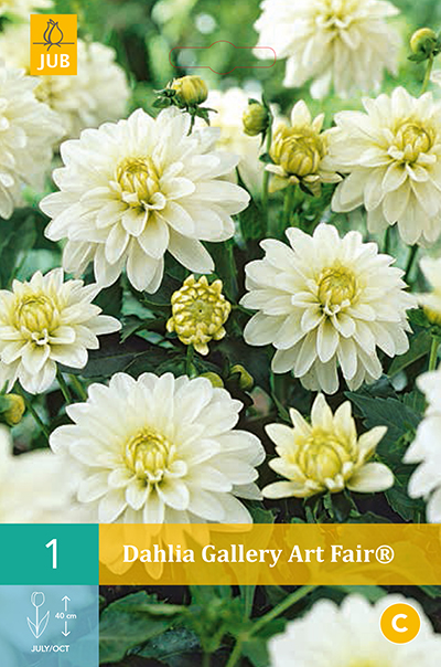 Dahlia Gallery Art Fair® New * 1 Pc