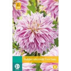 Dahlia Labyrinth Two Tone* 1pc