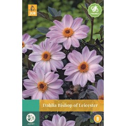 Dahlia Bishop of Leicester * 1 pc