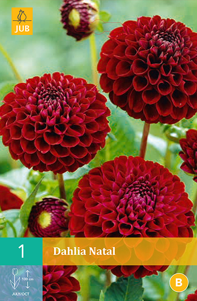 Dahlia Natal * 1 Pc