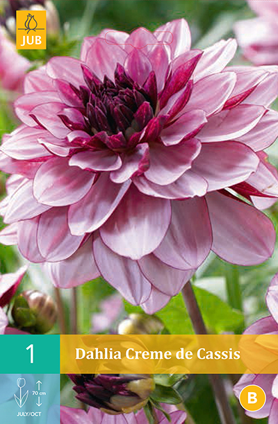 [132183] Dahlia Creme De Cassis * 1 Pc