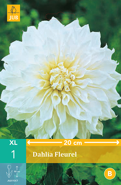 Dahlia Fleurel * 1 Pc