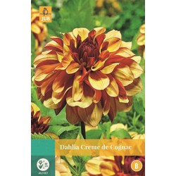 Dahlia Creme De Cognac * 1 Pc