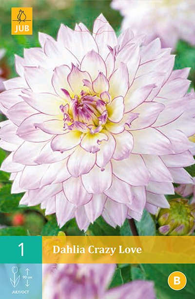 Dahlia Crazy Love * 1 Pc