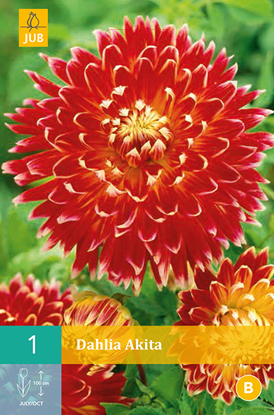 [132598] Dahlia Akita * 1 Pc