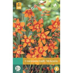 Crocosmia Emily McKenzie 10 pc / sachet
