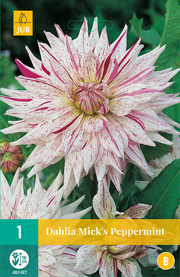 Dahlia Mick S Peppermint * 1 Pc ** New 2021 **