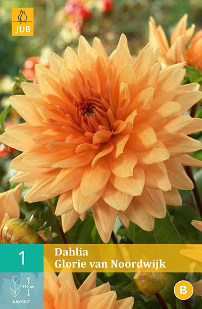Dahlia Glorie Van Noordwijk * 1 Pc
