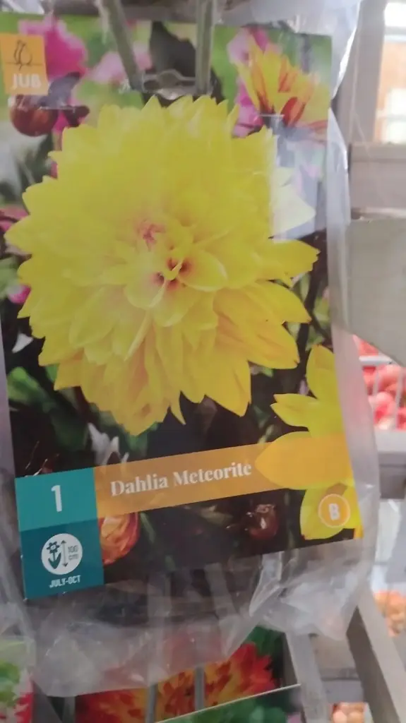 Dahlia Météorite * 1 Pc